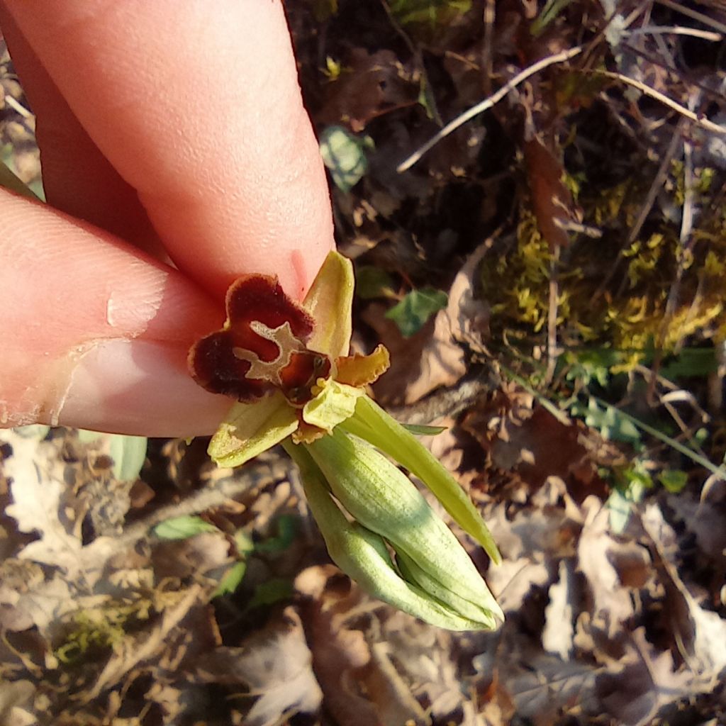 ophrys da identifcare